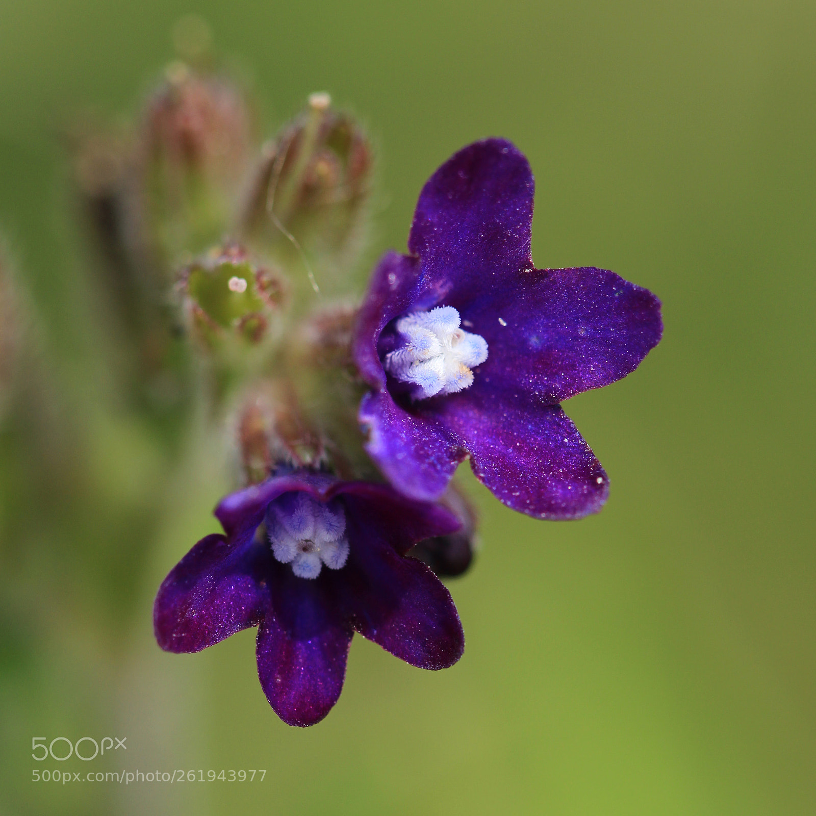 Canon EOS 700D (EOS Rebel T5i / EOS Kiss X7i) sample photo. Flower photography