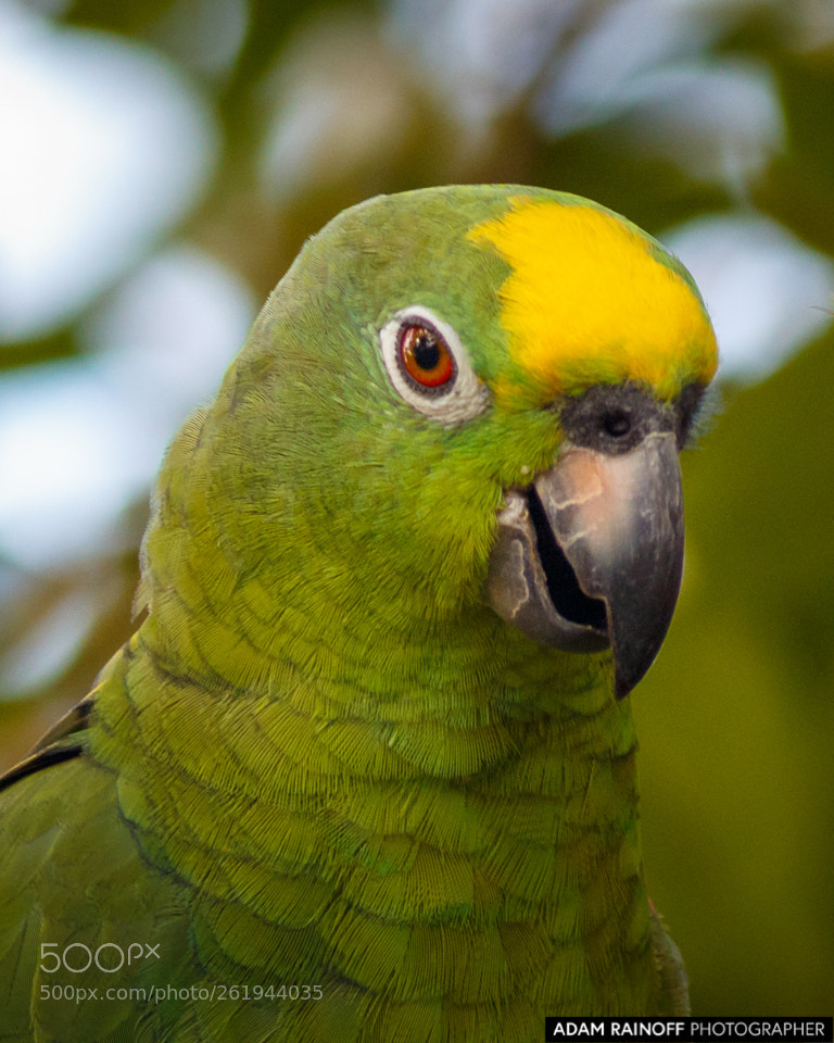 Canon EOS 70D sample photo. Wild yellow crowned parrot photography