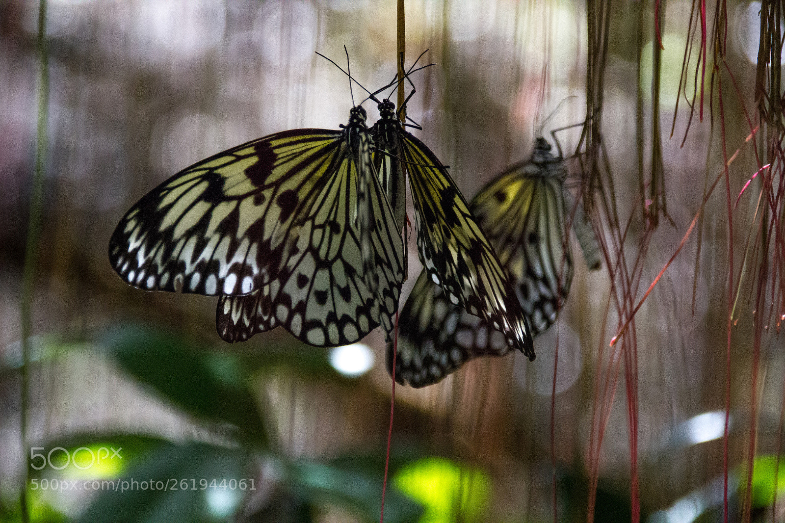 Canon EOS 550D (EOS Rebel T2i / EOS Kiss X4) sample photo. Butterflies photography