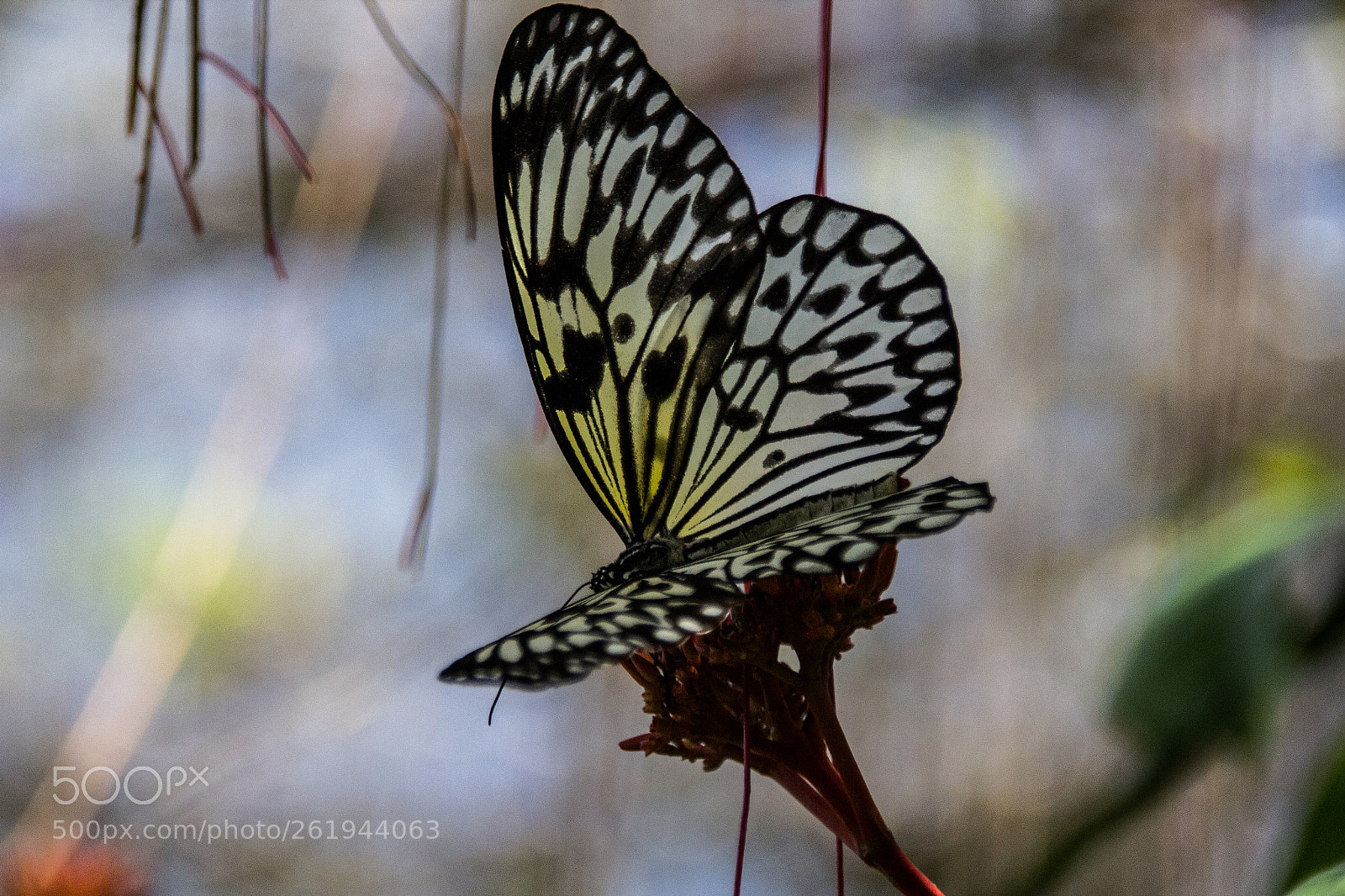 Canon EOS 550D (EOS Rebel T2i / EOS Kiss X4) sample photo. Butterfly photography