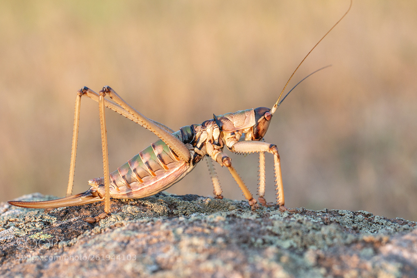 Canon EOS 70D sample photo. Balkan predatory bush-cricket photography