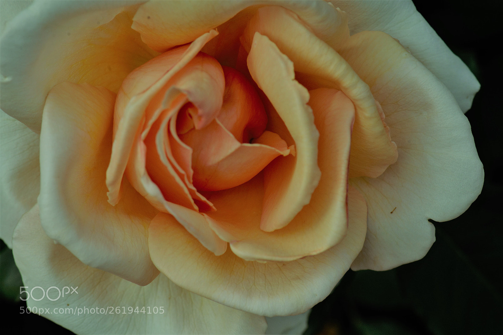 Nikon D700 sample photo. A macro of a photography