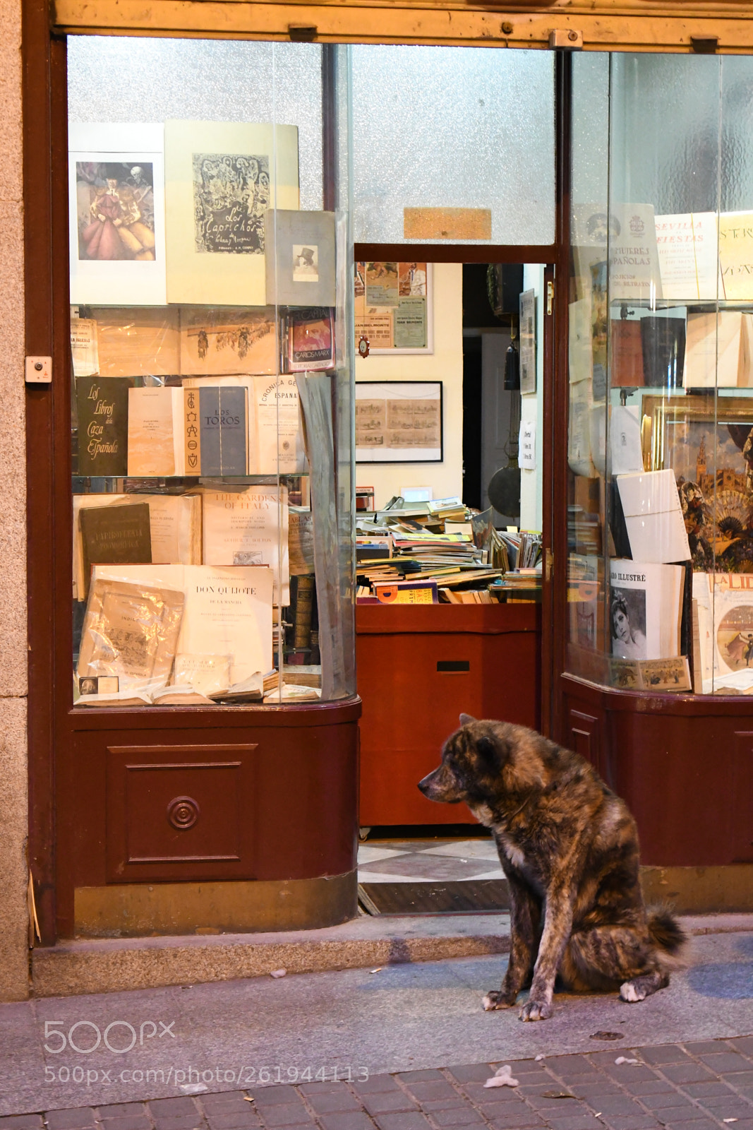 Nikon D7500 sample photo. The dog don't like photography