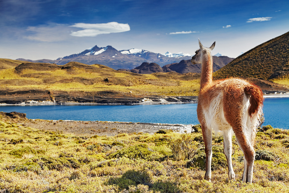 Canon EOS 5D Mark II sample photo. Torres del paine, patagonia photography