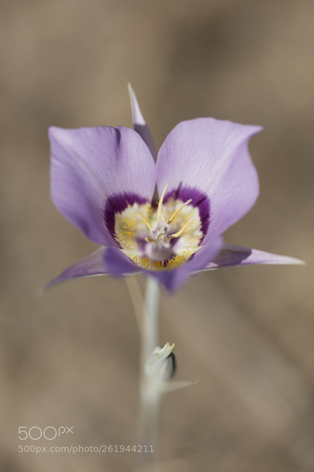 Canon EOS 5DS sample photo. Mariposa lily photography