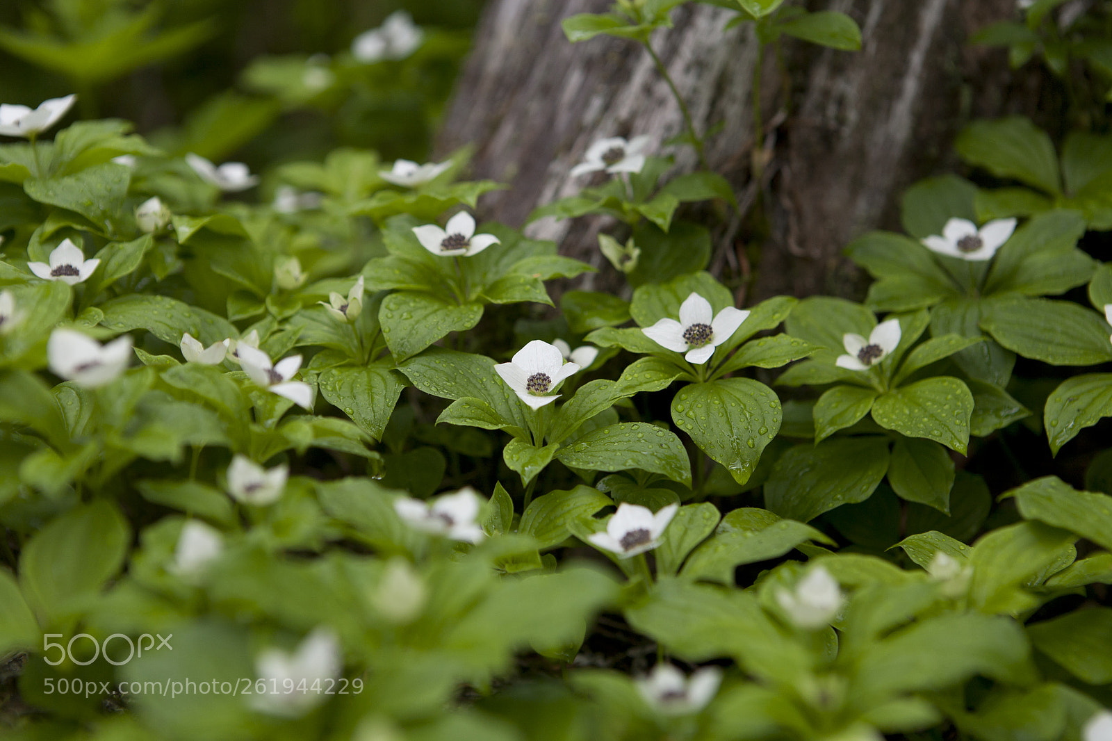 Canon EOS 5D sample photo. Flowers along the trail. photography
