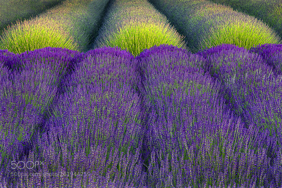 Canon EOS-1Ds Mark III sample photo. Rows of lavendar. angels photography