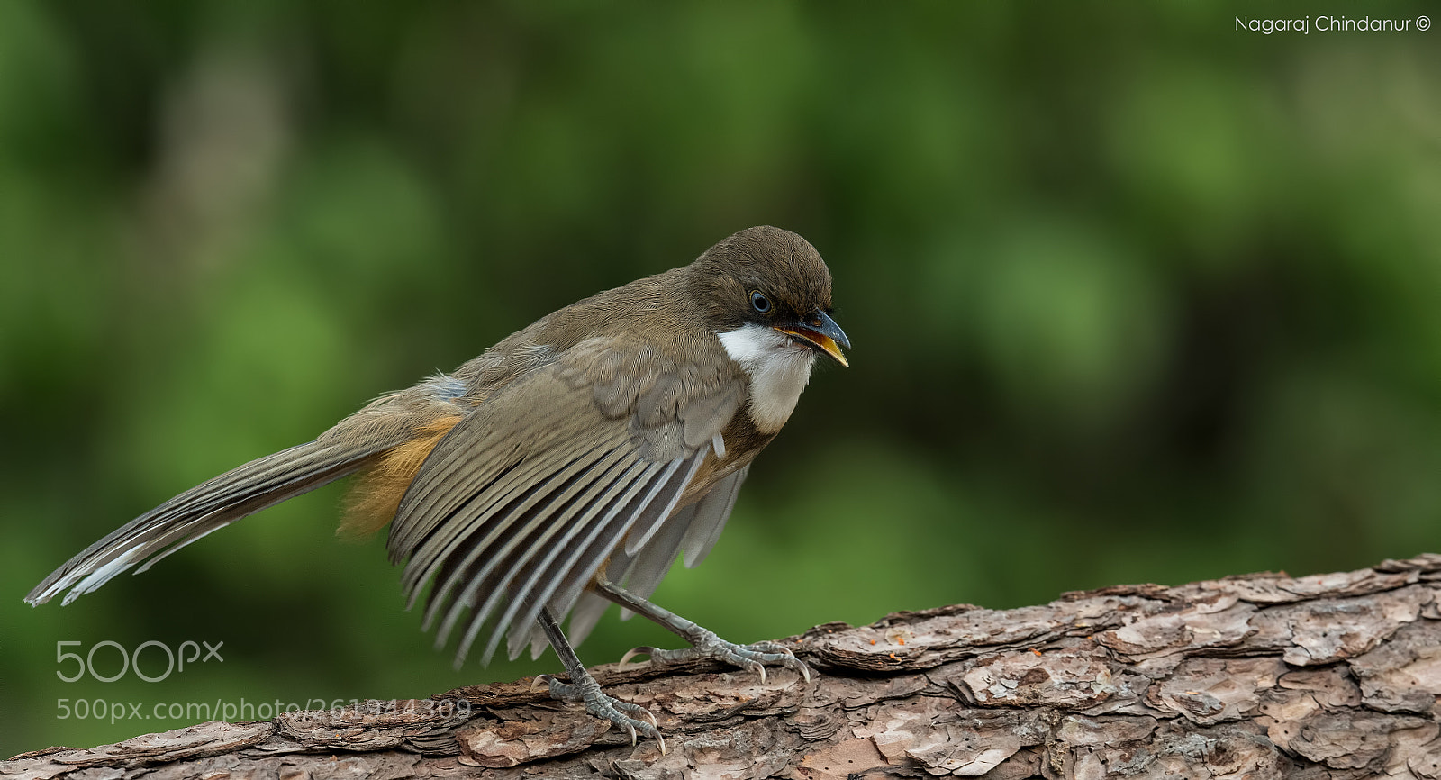 Nikon D5 sample photo. White throated laughingthrush photography
