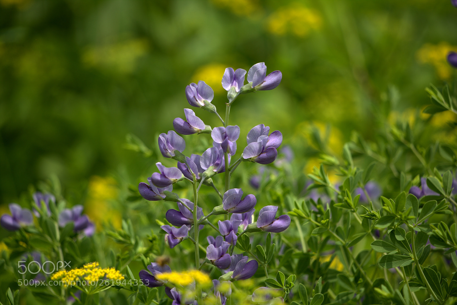 Canon EOS 6D sample photo. Wildflowers photography