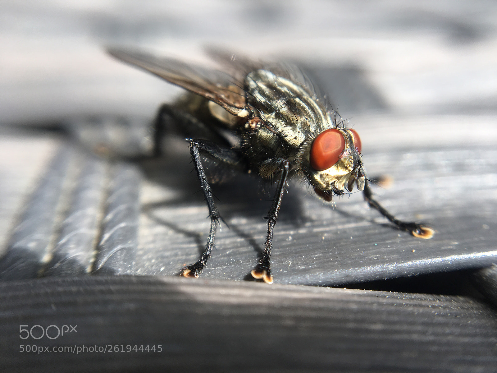 Apple iPhone 6s sample photo. Macro  photography