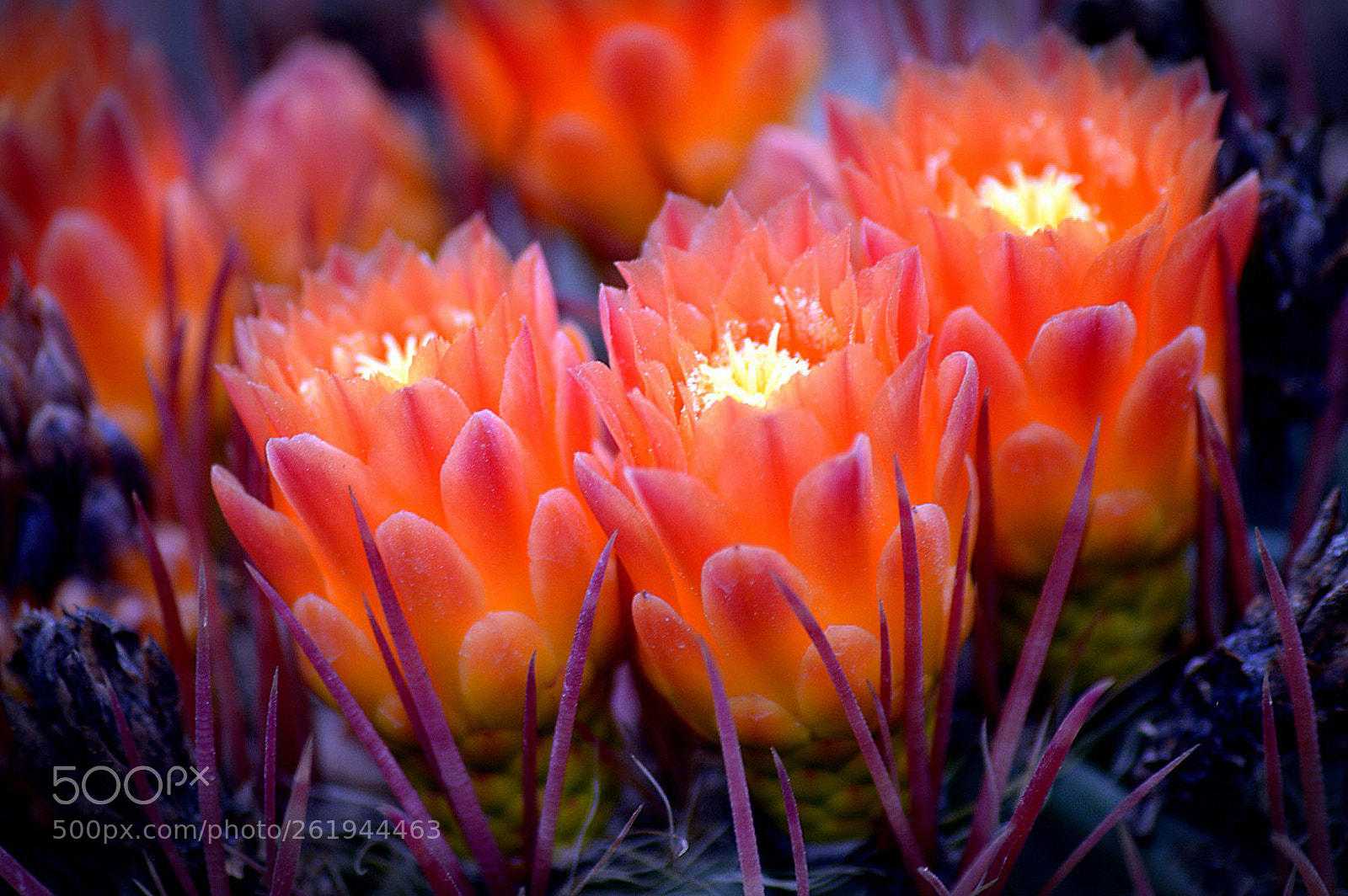 Nikon D3200 sample photo. Flor de cactus photography