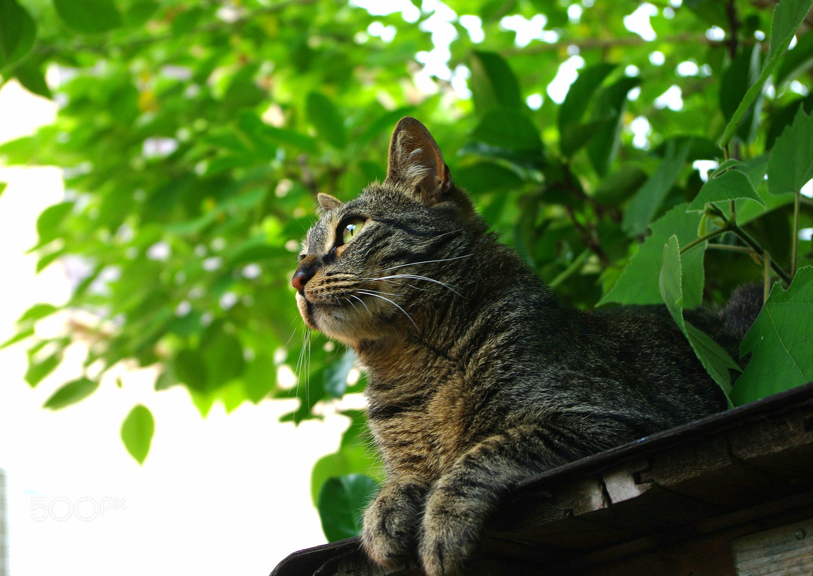 Pentax smc DA 18-55mm F3.5-5.6 ED AL II (IF) sample photo. Sur le toit photography