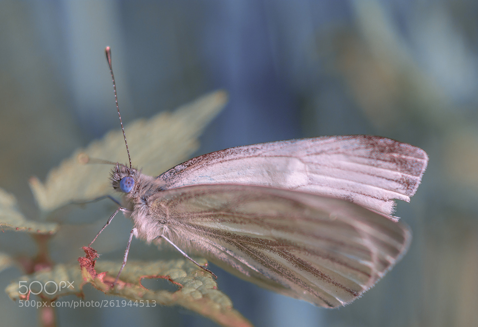 Nikon D7100 sample photo. Colourful world photography