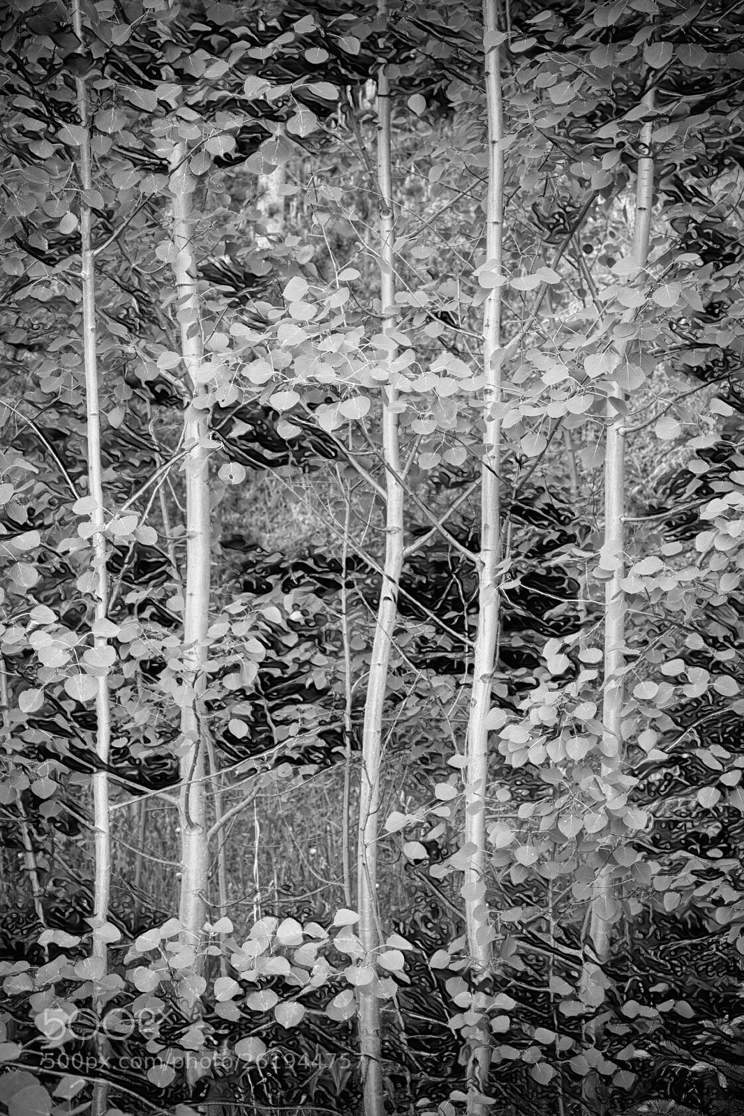 Canon EOS 5D Mark IV sample photo. Young forest photography