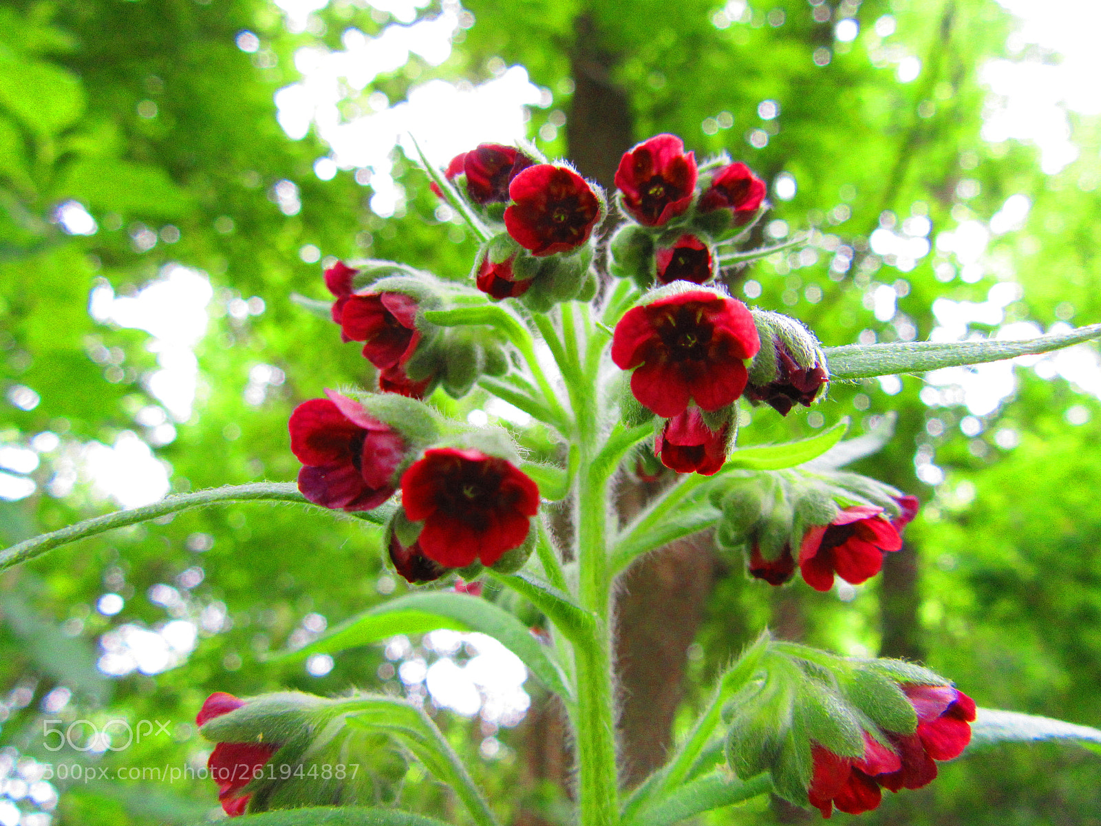 Canon PowerShot SX610 HS sample photo. Little red flowers photography