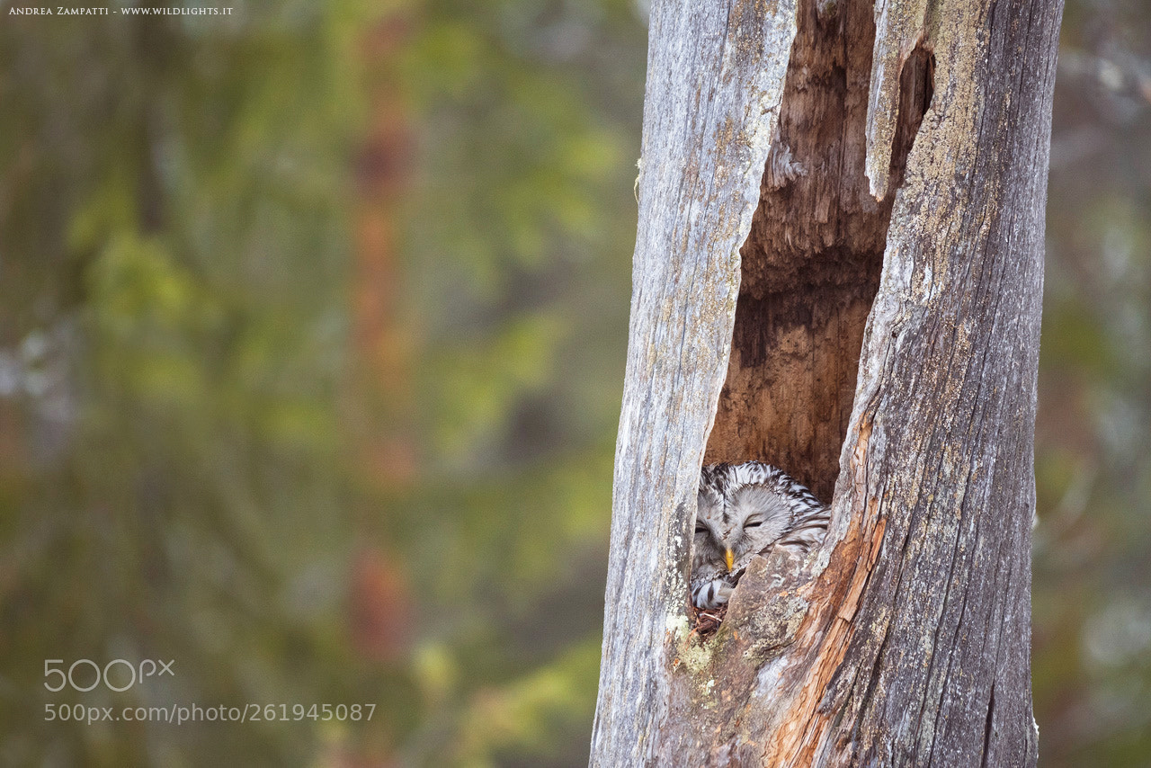 Nikon D750 sample photo. Ural owl resting in photography