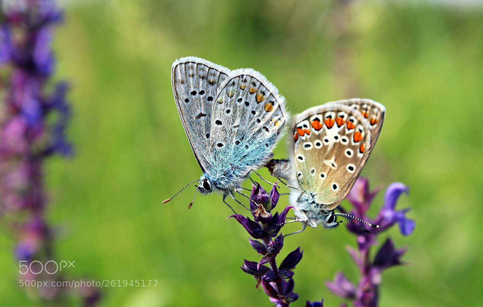 Canon EOS 100D (EOS Rebel SL1 / EOS Kiss X7) sample photo. Butterflies.... photography