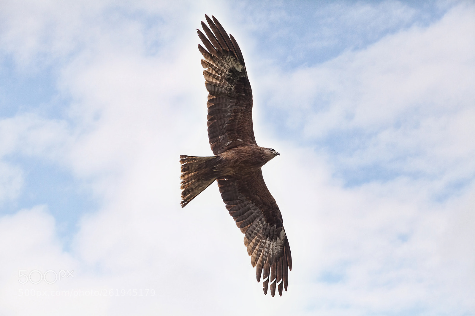 Canon EOS 5D Mark II sample photo. Black kite photography