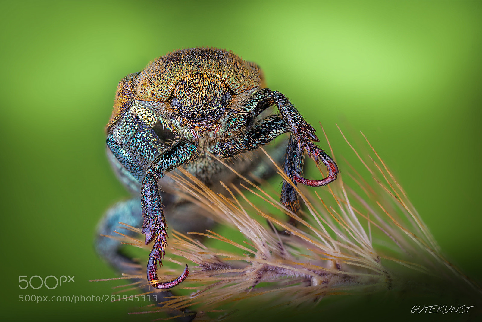 Sony ILCA-77M2 sample photo. Bug (hoplia farinosa) photography