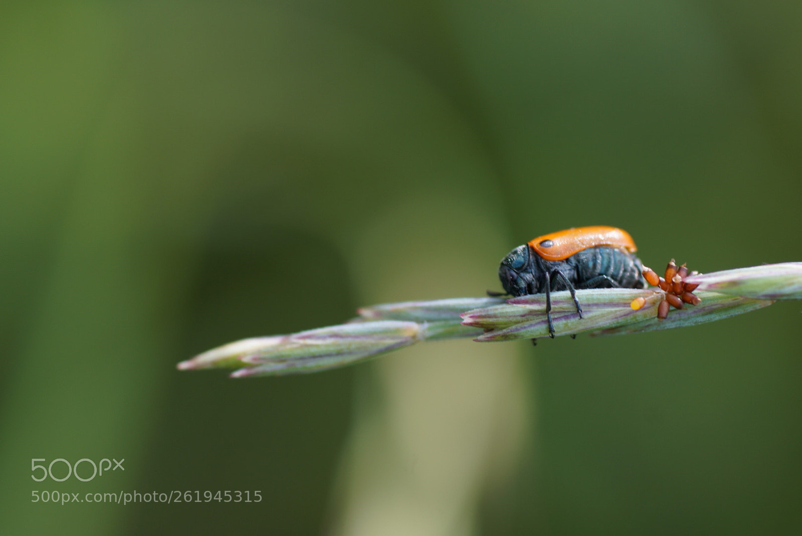 Sony SLT-A58 sample photo. Solitario photography