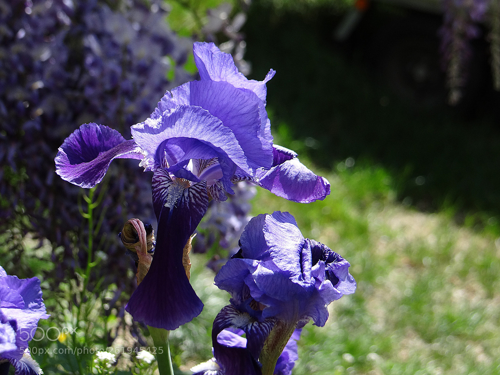 Sony DSC-HX200V sample photo. Blumenwelt photography