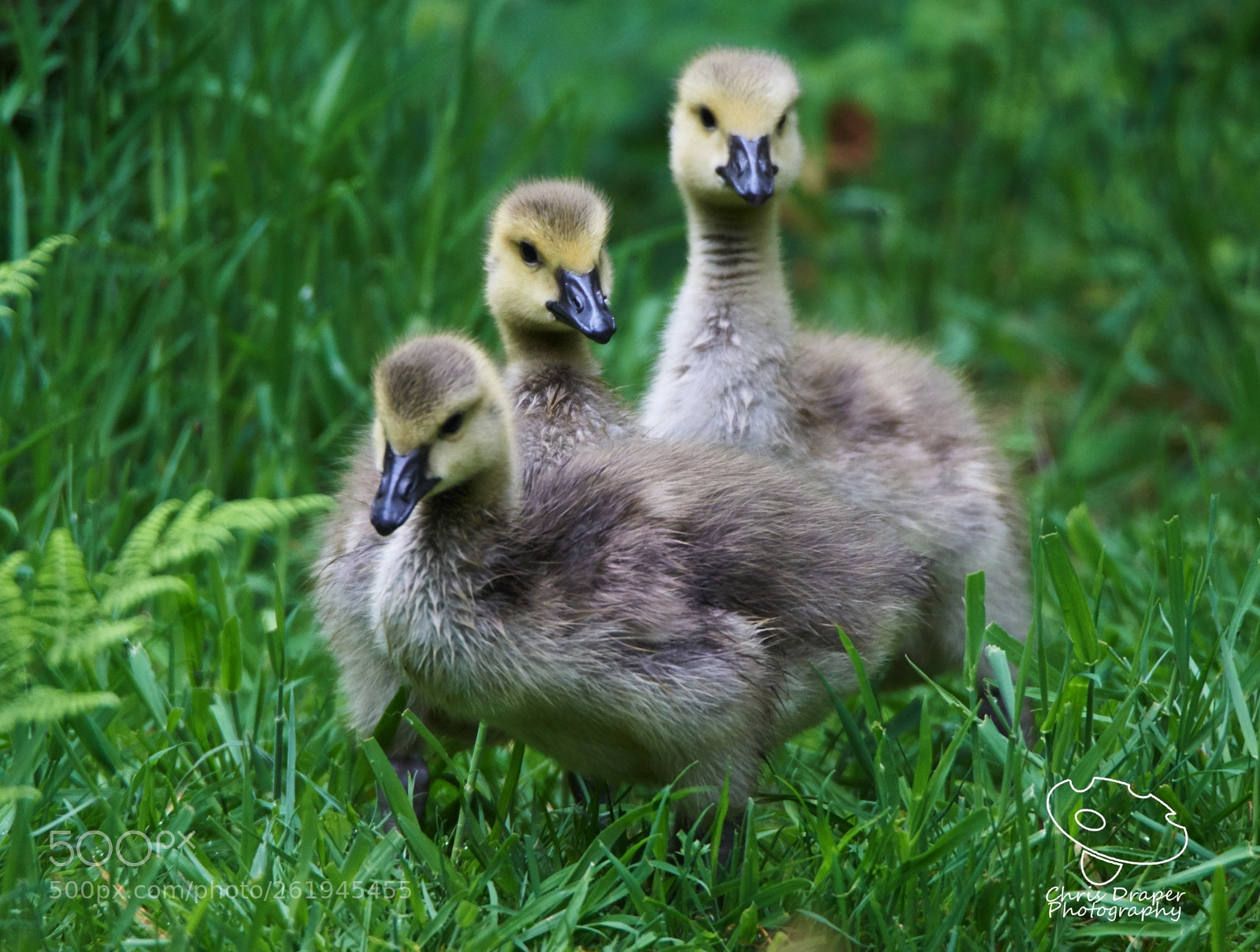 Sony ILCA-77M2 sample photo. Three goslings photography