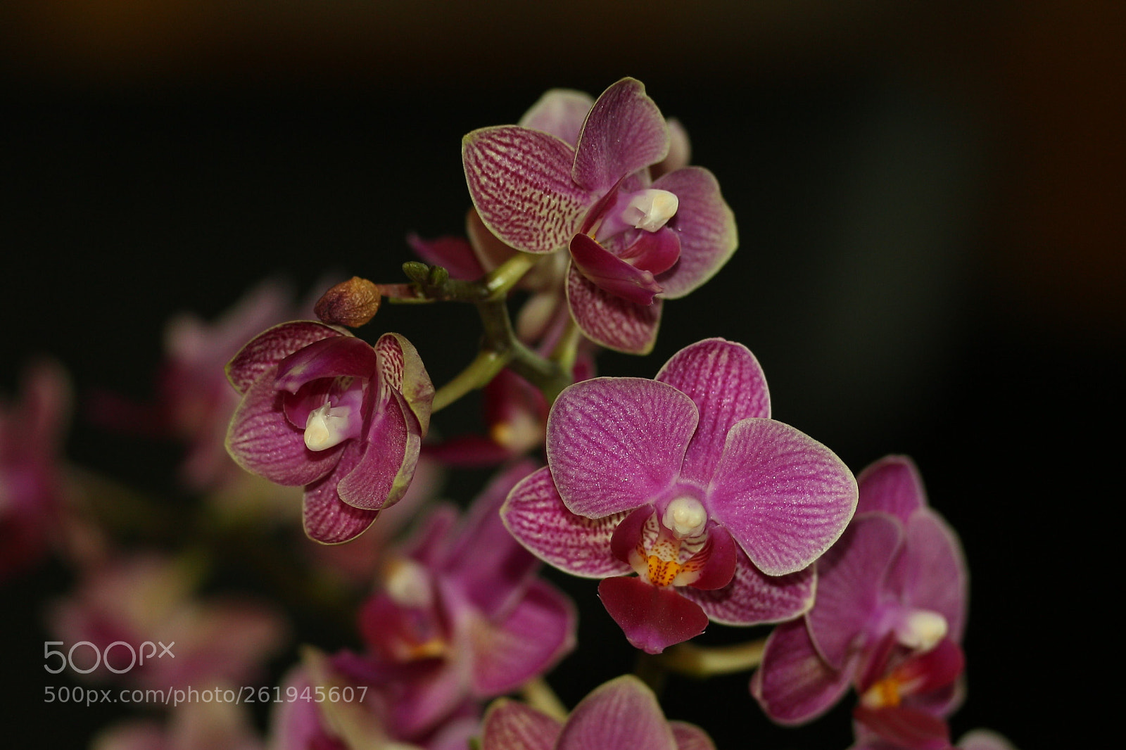 Canon EOS 700D (EOS Rebel T5i / EOS Kiss X7i) sample photo. Orchids02 photography