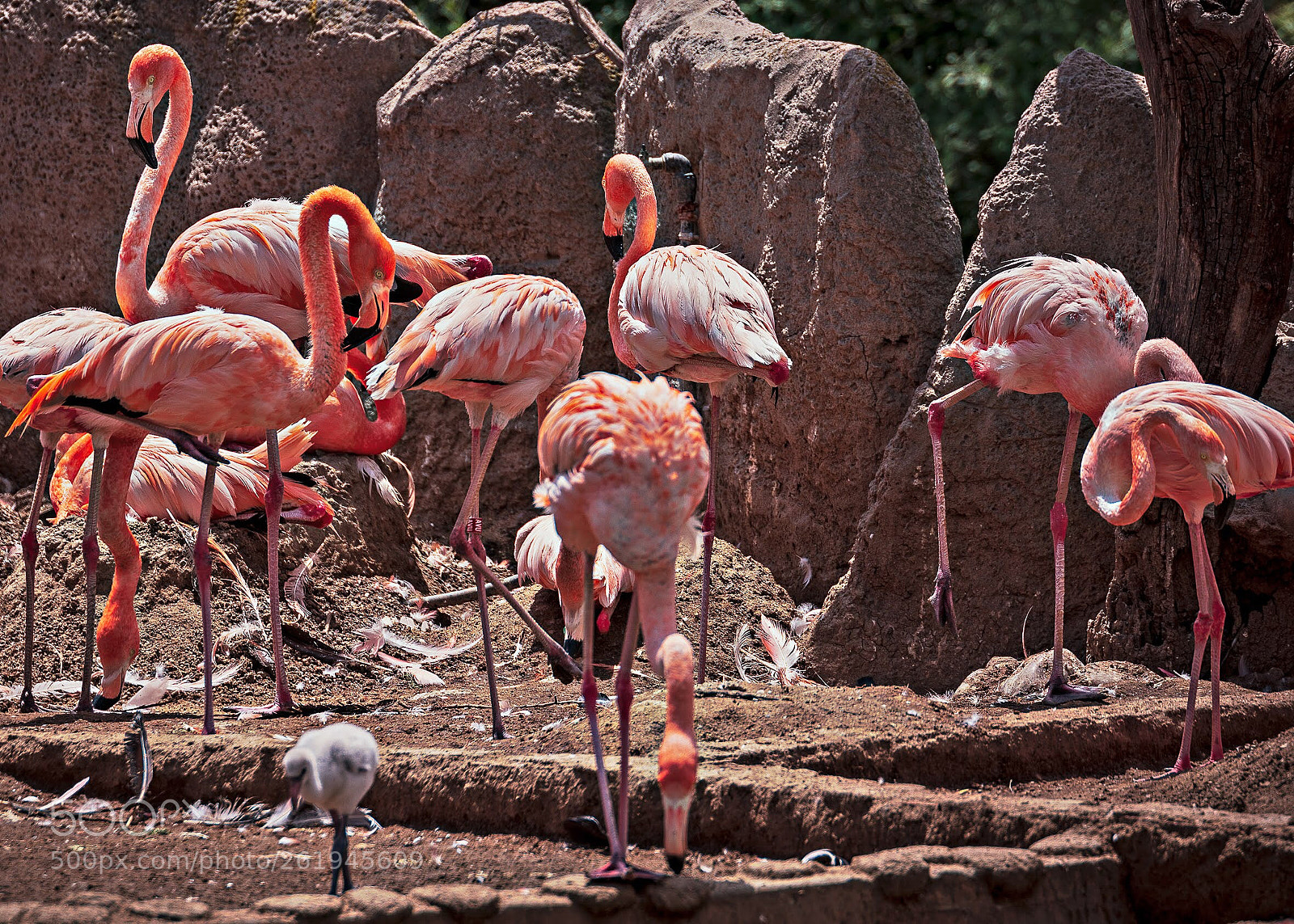 Nikon D7100 sample photo. Flamencos photography