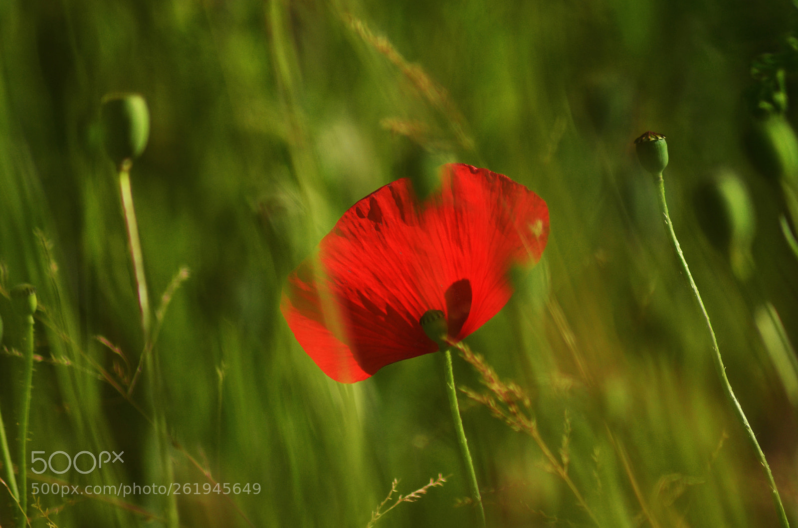 Nikon D5100 sample photo. Red poppy photography