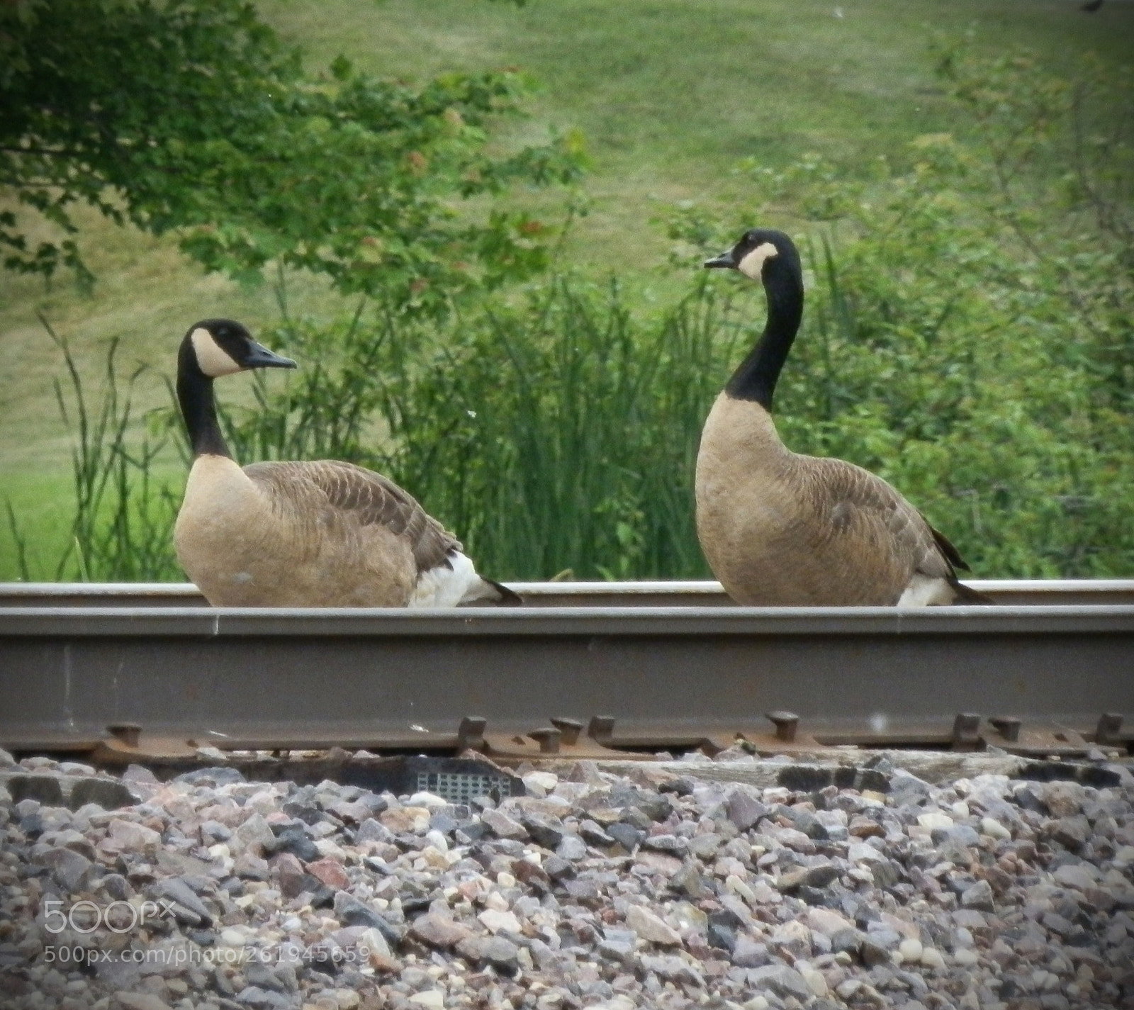 Olympus SP-610UZ sample photo. Silly geese photography