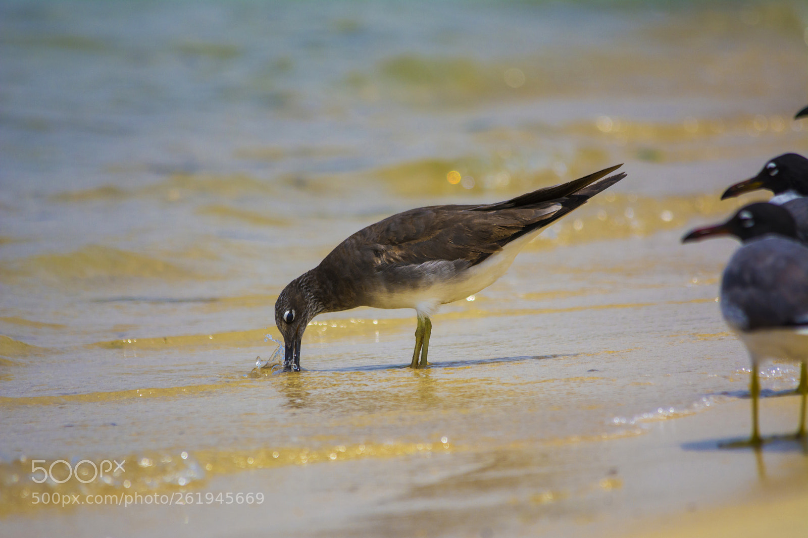 Nikon D7100 sample photo. Sooty gull photography