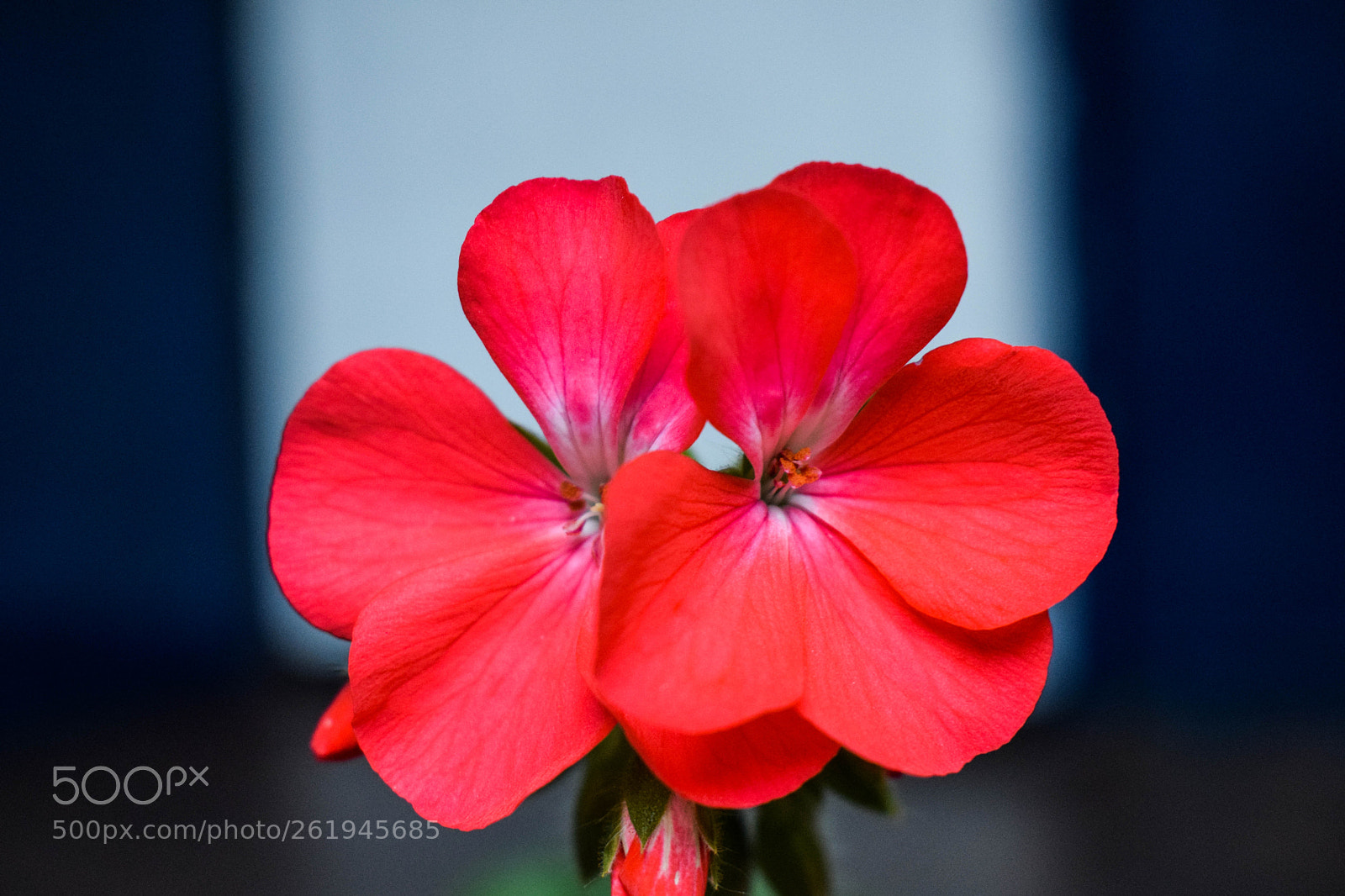 Nikon D3300 sample photo. School red flower photography
