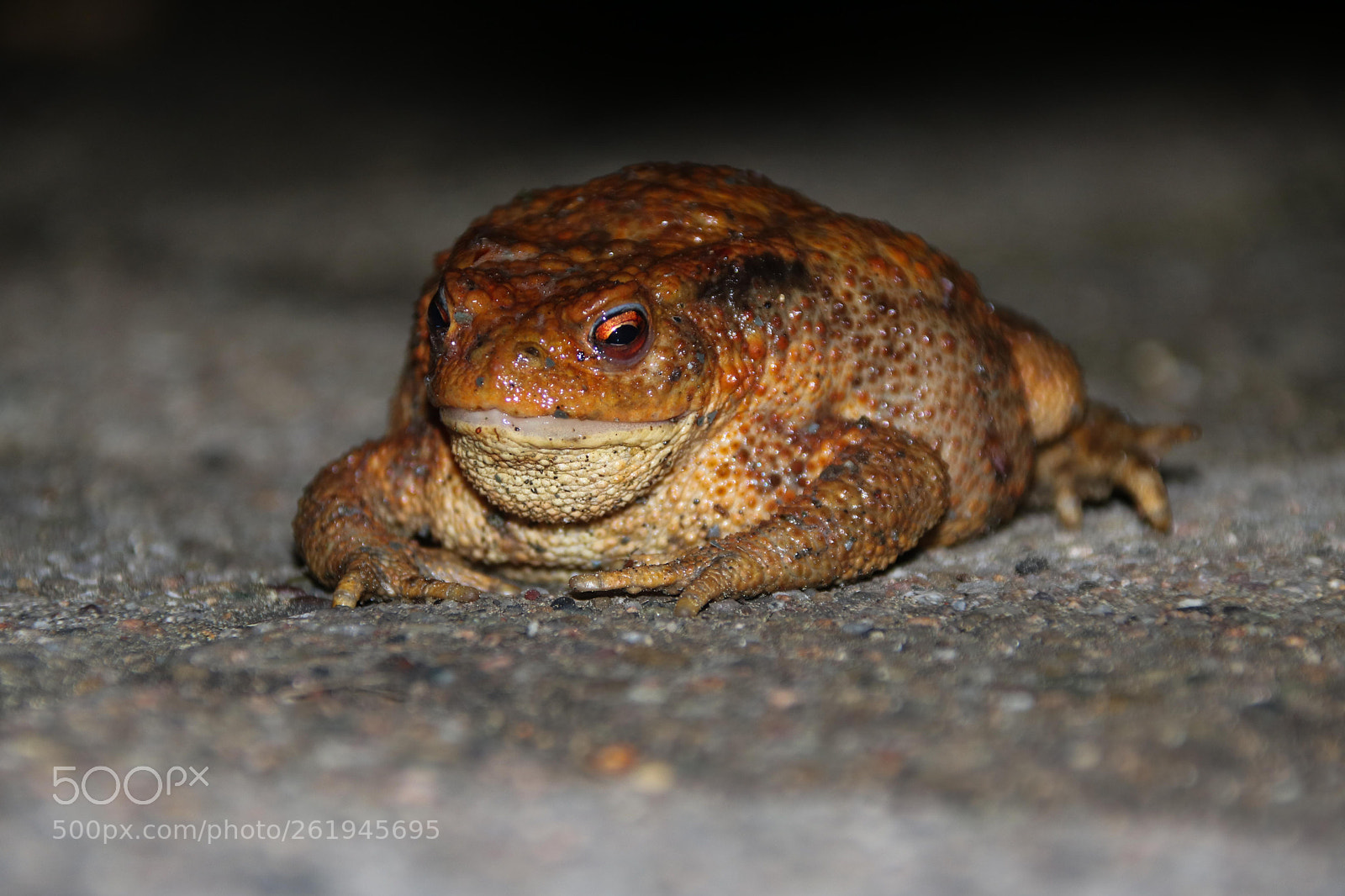 Canon EOS 750D (EOS Rebel T6i / EOS Kiss X8i) sample photo. Night guest photography
