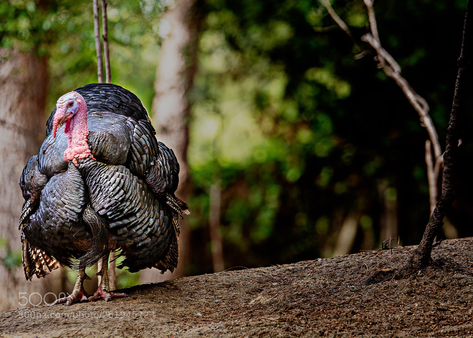 Nikon D7100 sample photo. Peacock photography