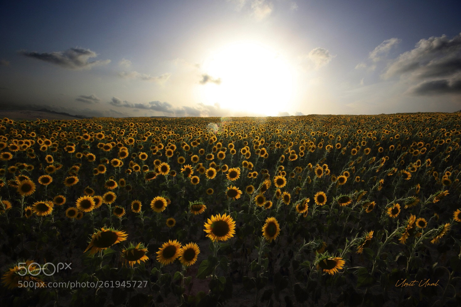 Canon EOS 7D Mark II sample photo. Inspired by van gogh photography