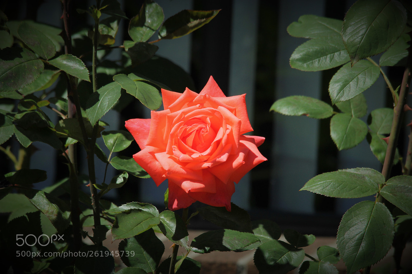 Canon EOS 60D sample photo. Striking beauty photography