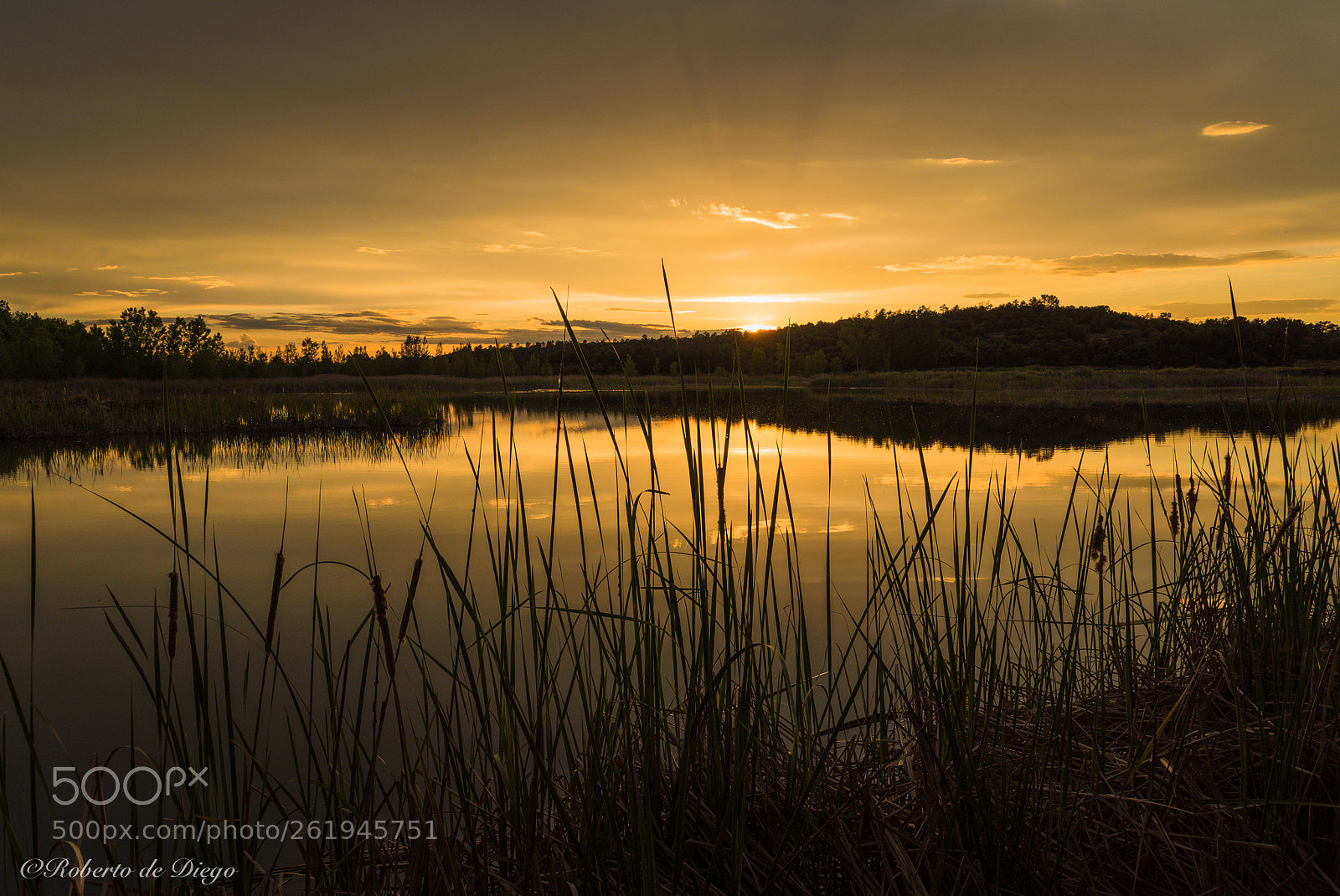 Nikon D750 sample photo. Dorado atardecer. photography