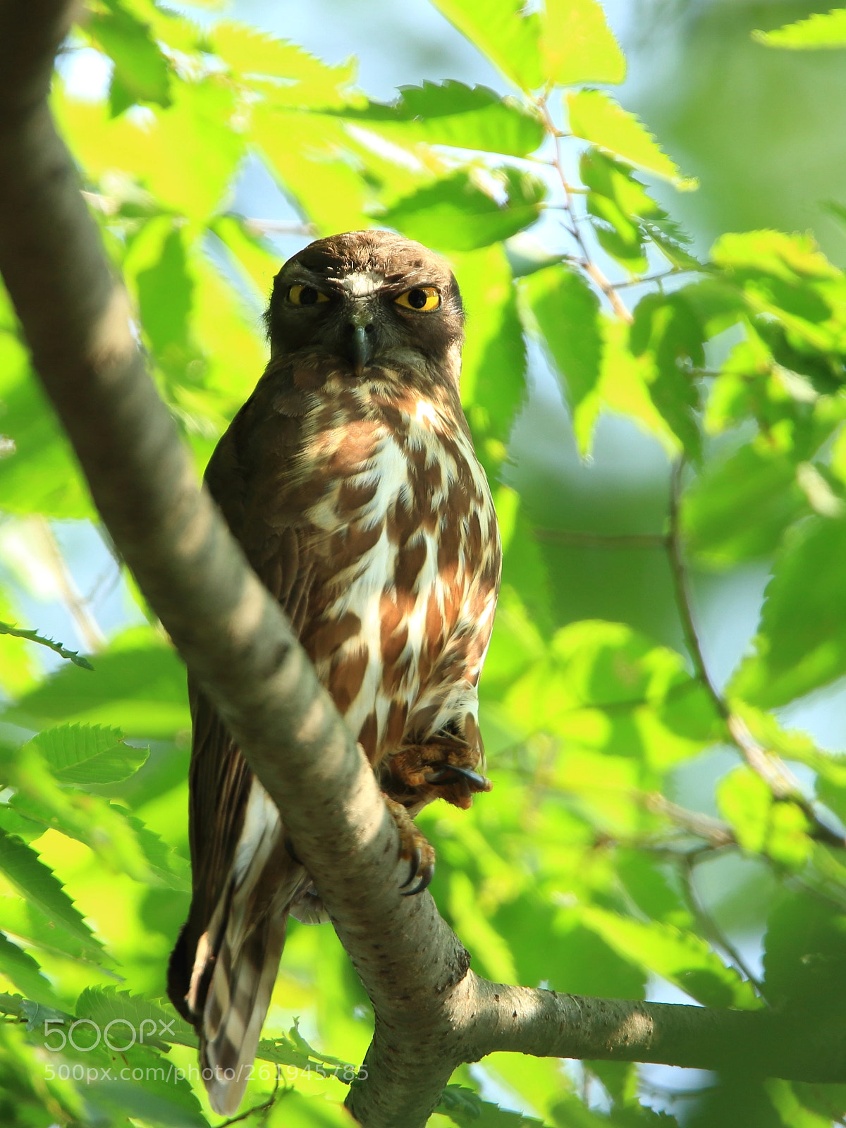 Canon EF 400mm F2.8L IS USM sample photo. じゃんけんポン photography