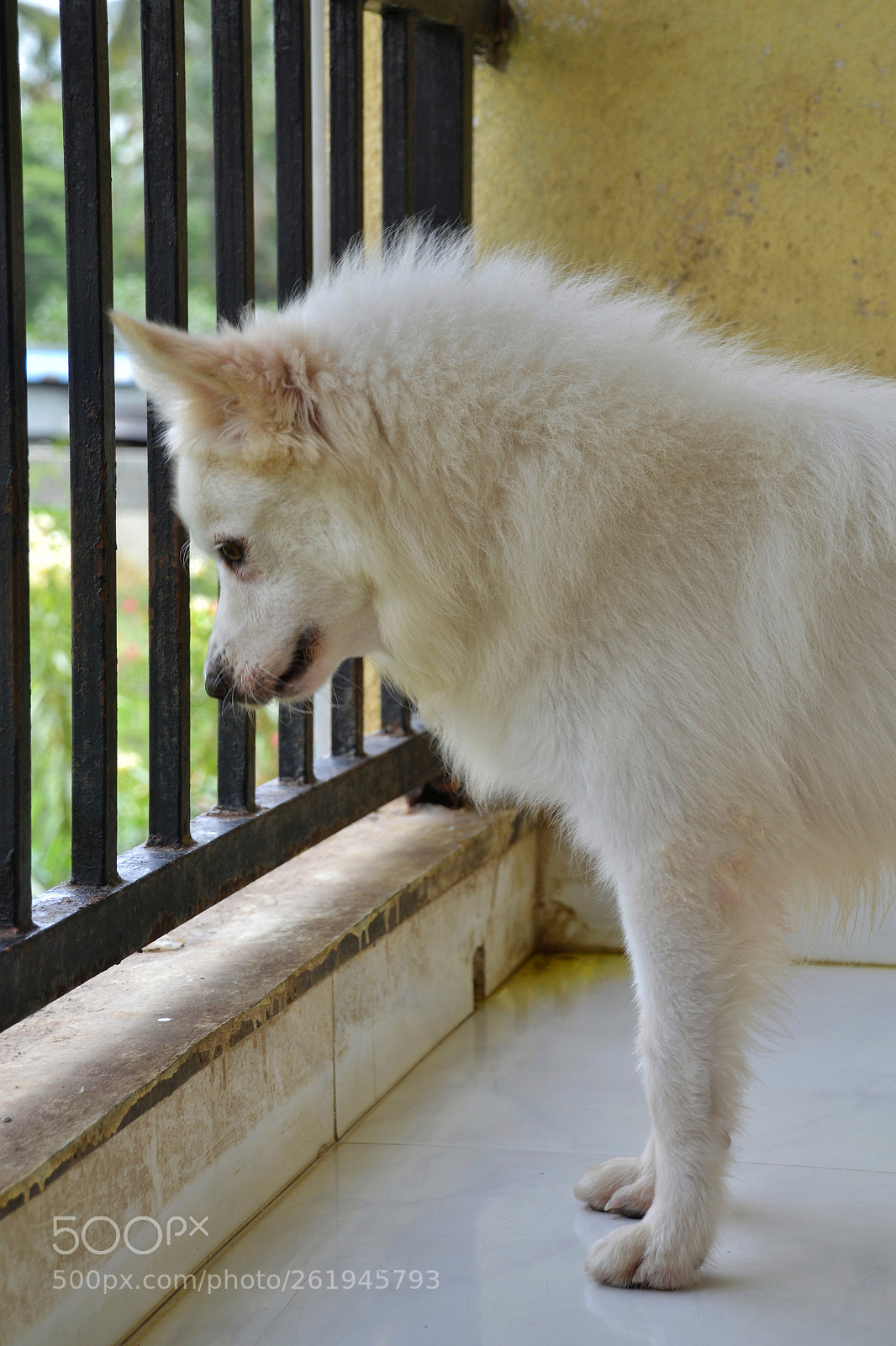 Nikon D3100 sample photo. Active honey photography
