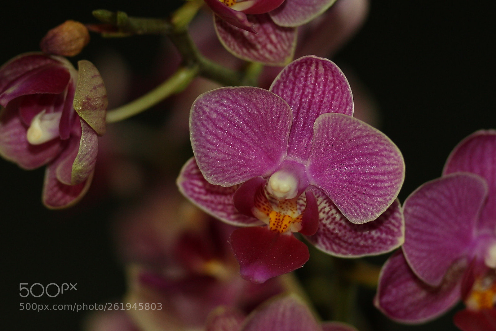 Canon EOS 700D (EOS Rebel T5i / EOS Kiss X7i) sample photo. Orchids01 photography
