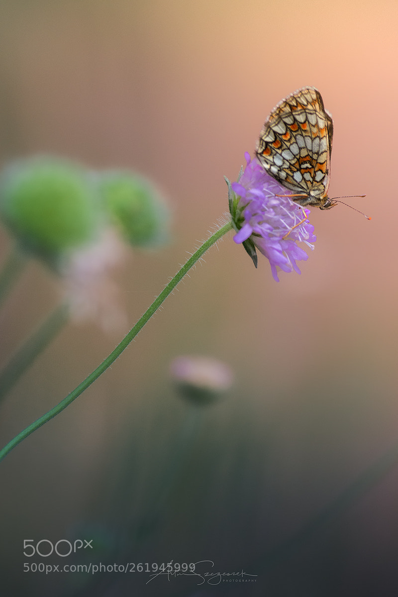 Nikon D7100 sample photo. ... photography