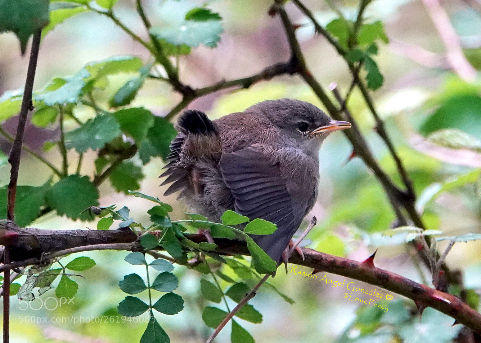 Sony Cyber-shot DSC-RX10 IV sample photo. Wren's fledgling chick troglodytes photography