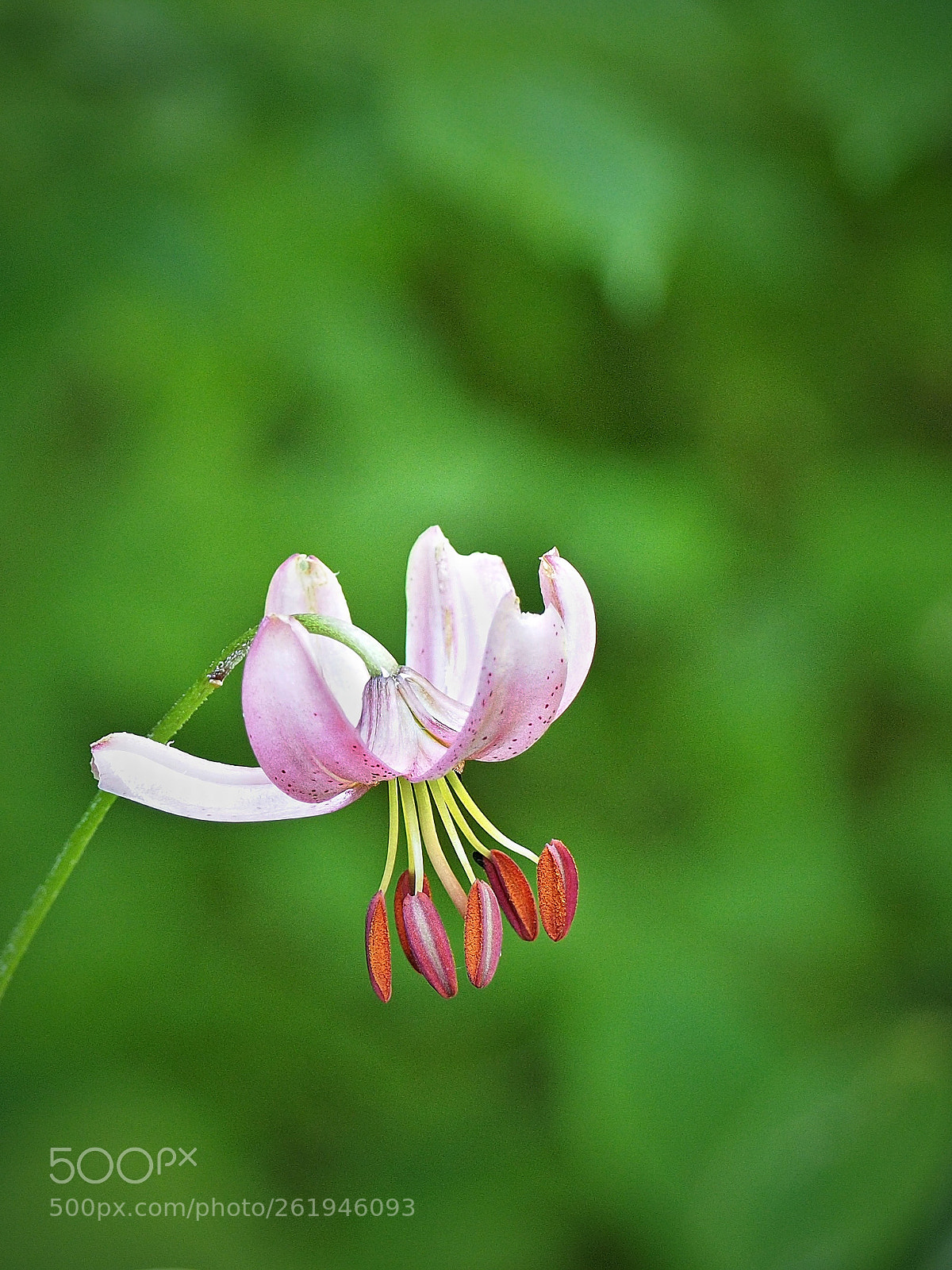 Olympus OM-D E-M10 sample photo. Türkenbund-lilie (lilium martagon) photography