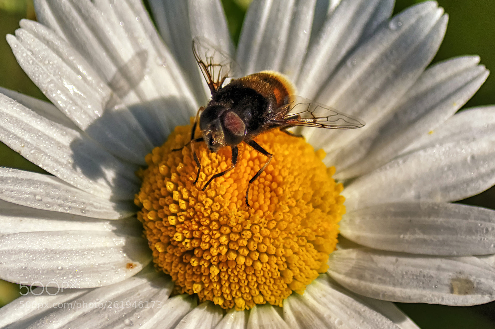 Nikon D7100 sample photo. It's a bugs life photography