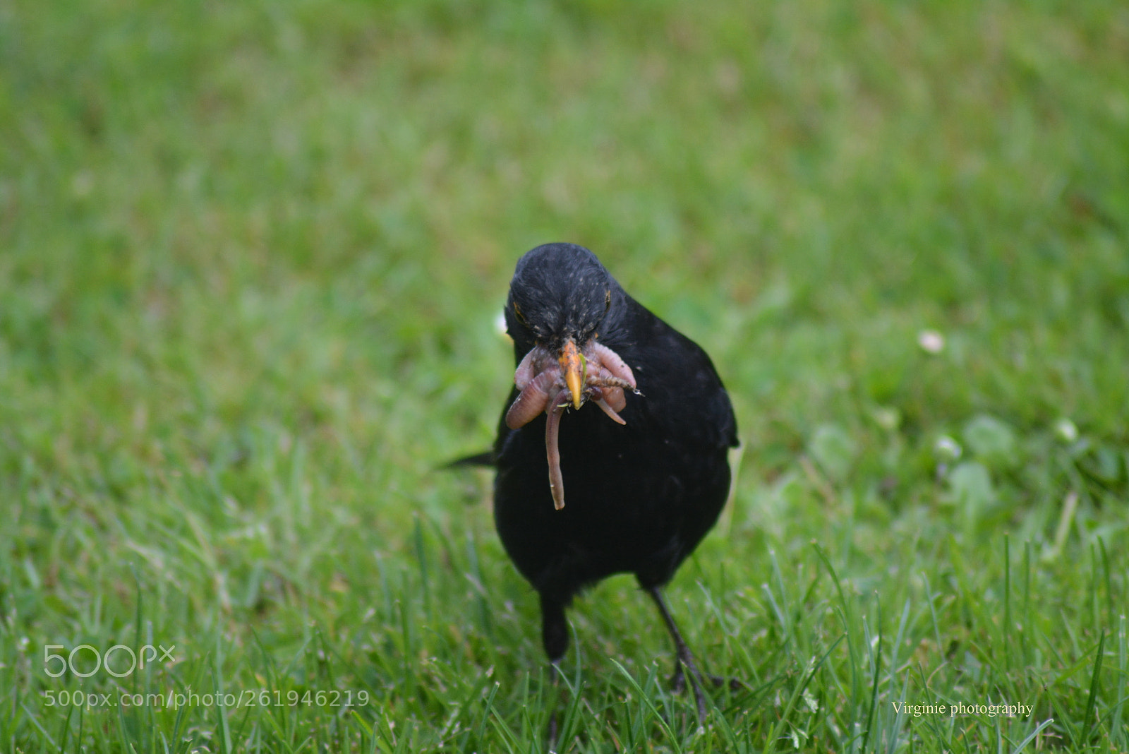 Nikon D5200 sample photo. Repas du soir .... photography