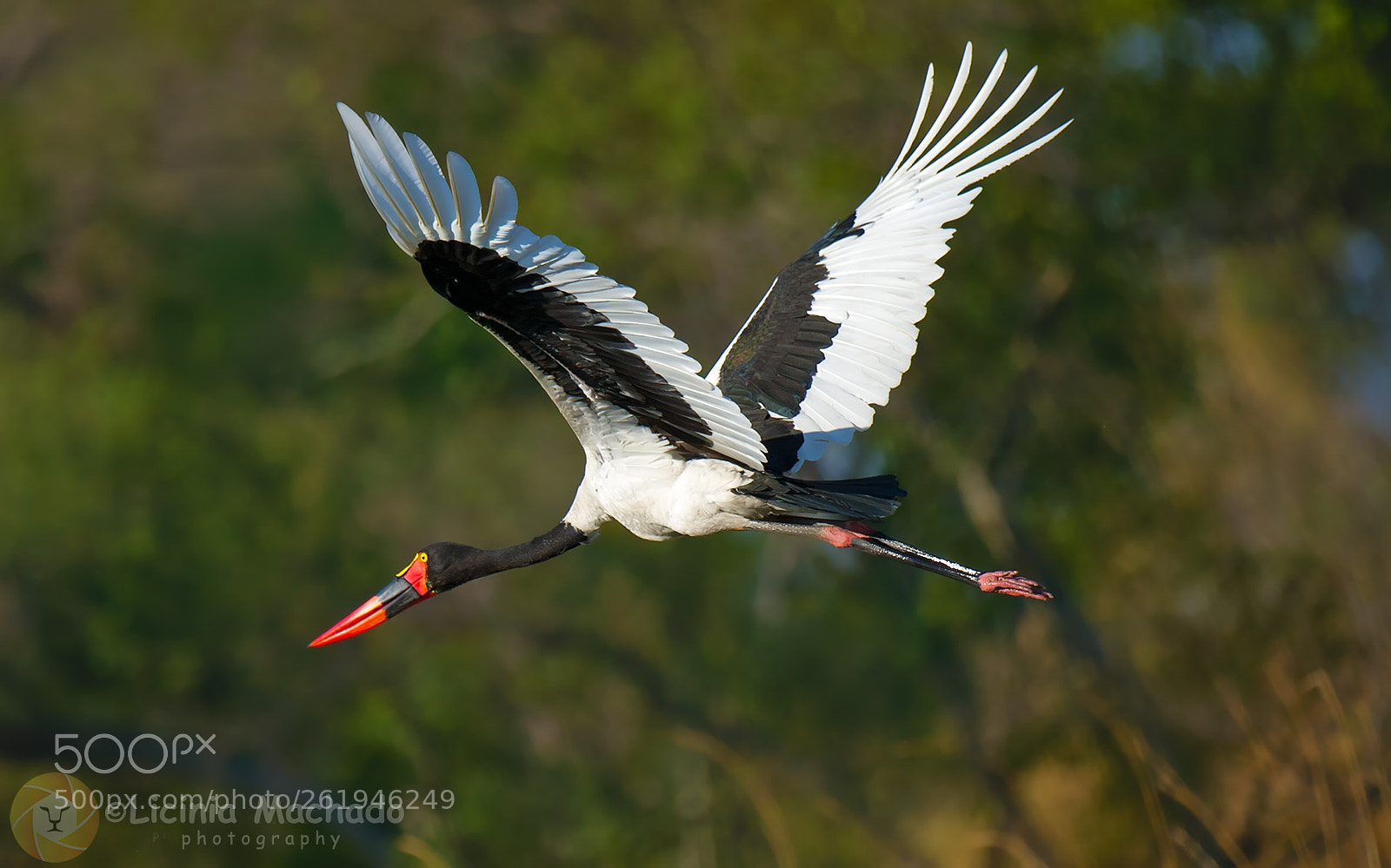 Nikon D3S sample photo. Saddle-billed stork photography