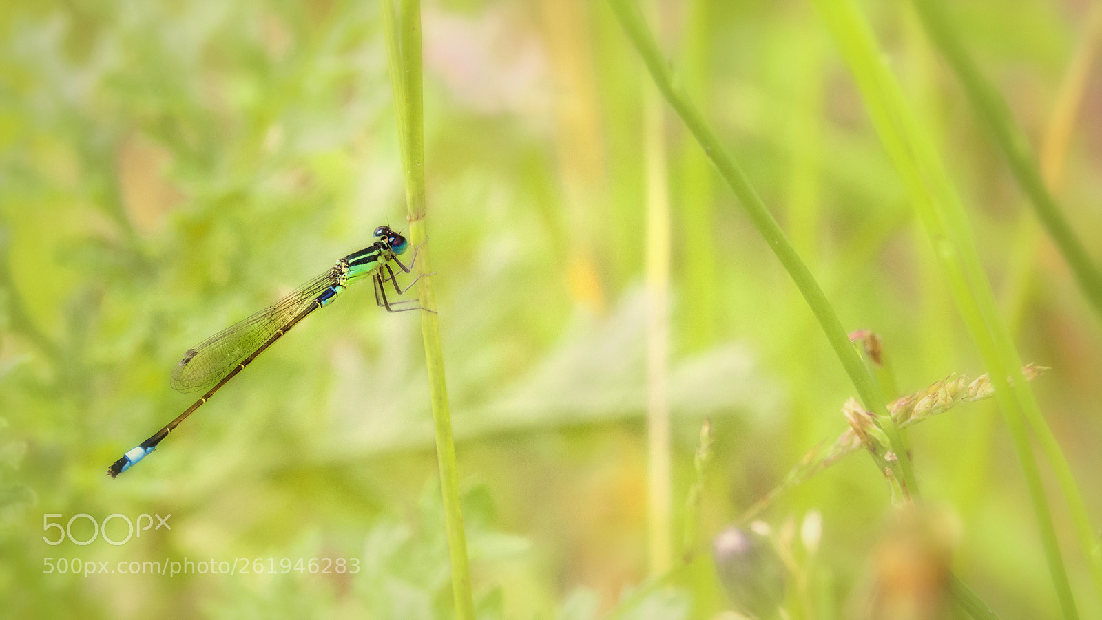 Sony Cyber-shot DSC-RX10 IV sample photo. ... ischnura elegans ... photography