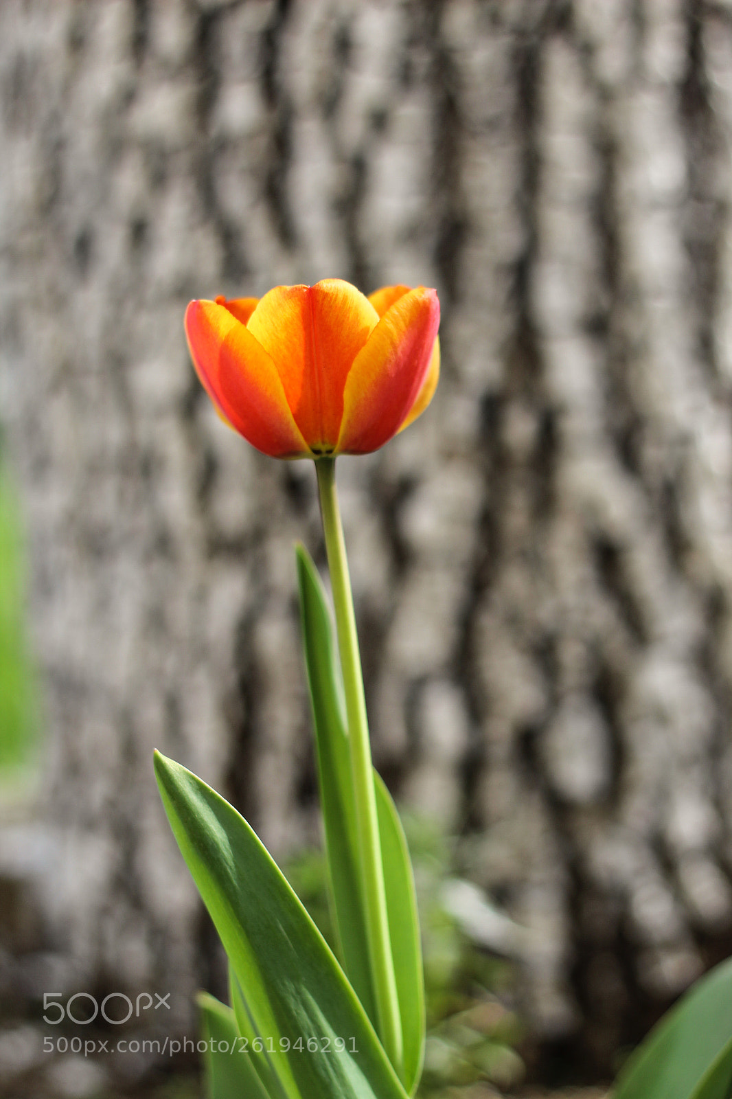 Canon EOS 1300D (EOS Rebel T6 / EOS Kiss X80) sample photo. April's beauty. ? photography