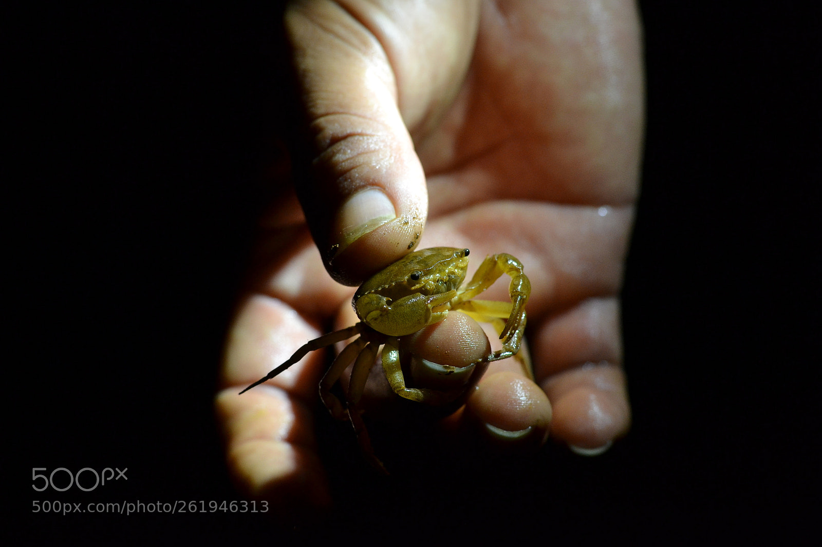 Nikon D3100 + Nikon AF-S Nikkor 50mm F1.8G sample photo. A crab in the photography