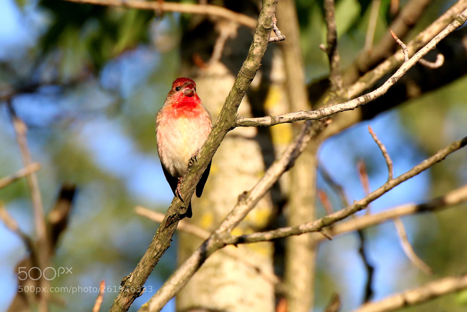 Canon EOS 70D + Tamron SP 35mm F1.8 Di VC USD sample photo. Common rosefinch photography